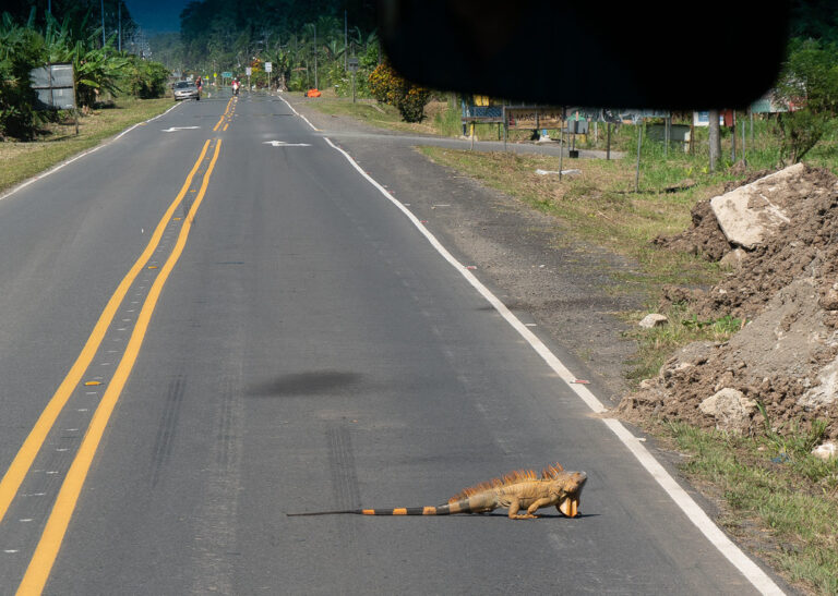 Iguana’s Road Trip: Capturing Serendipity in Costa Rica