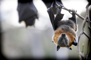 Yarra Bend Park in Melbourne