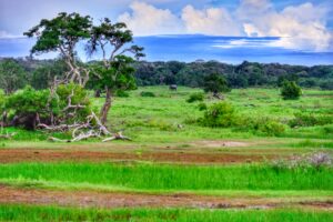 Yala National Park in Sri Lanka