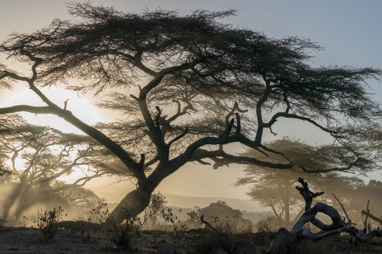 Whispers of Light: The Soul of Ethiopia’s Savanna