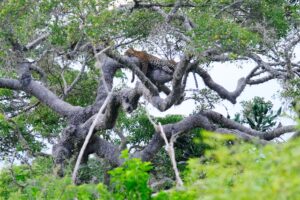 Yala National Park in Sri Lanka