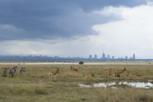 Wild Animals in Nairobi