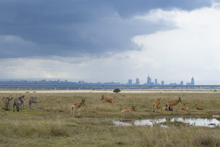 Wildlife Meets Skyline: A Stunning Nairobi Encounter