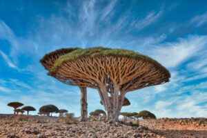 Socotra Island in Yemen