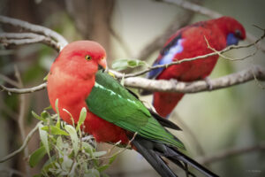 Parrots in Melbourne