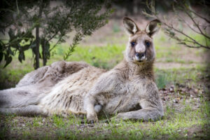 Kangaroo Chilling in the You Yangs in Melbourne