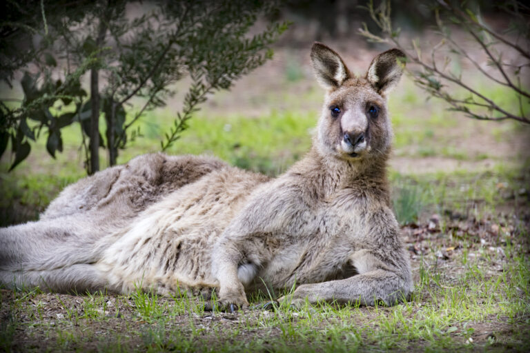 Where to See and Photograph Wild Kangaroos in Melbourne: Five Top Spots