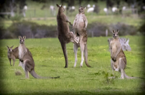 Kangaroos Box in the You Yangs in Melbourne