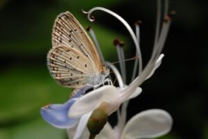 Botanic Gardens in Singapore