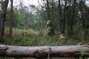 Coney Island Park (Pulau Serangoon) in Singapore