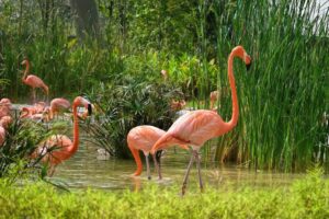 Mandai Wildlife Reserve in Singapore