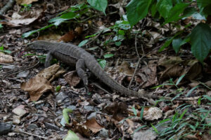 MacRitchie Reservoir Park in Singapore