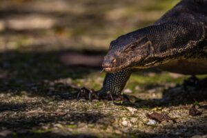 Sungei Buloh Wetland Reserve in Singapore