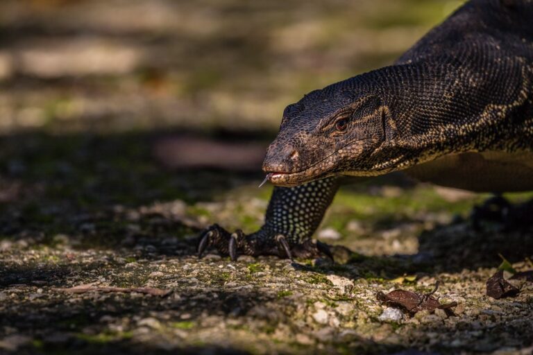 Wild Singapore:  Best Wildlife And Nature Photography Spots in Asia’s Model City